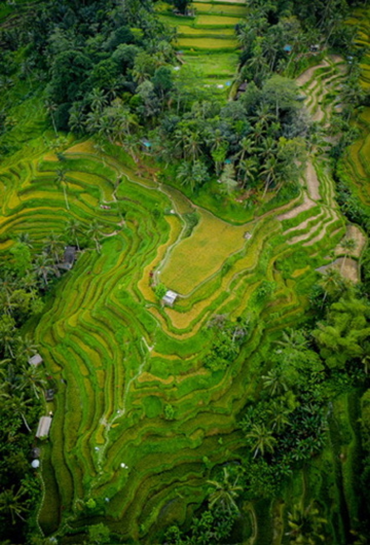 Aerial view of lush rice terraces